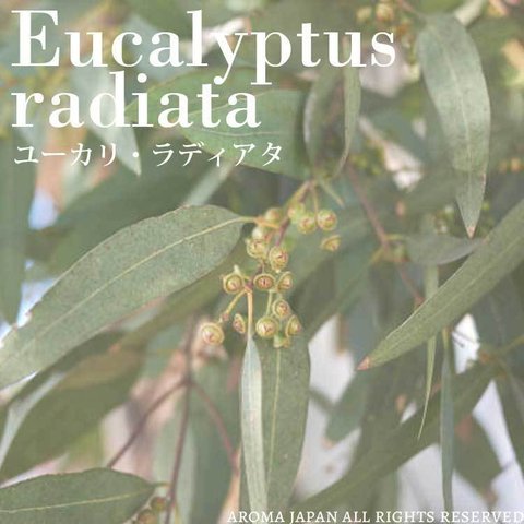 ユーカリラディアタ精油3ml~　アロマオイル/エッセンシャルオイル/ケモタイプ精油/Eucalyptus Ｒadiata