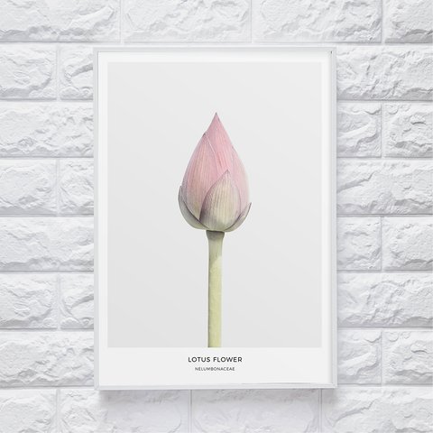 【0079】アートポスター Lotus Flower Botanical Print ボタニカル　北欧　海外インテリア