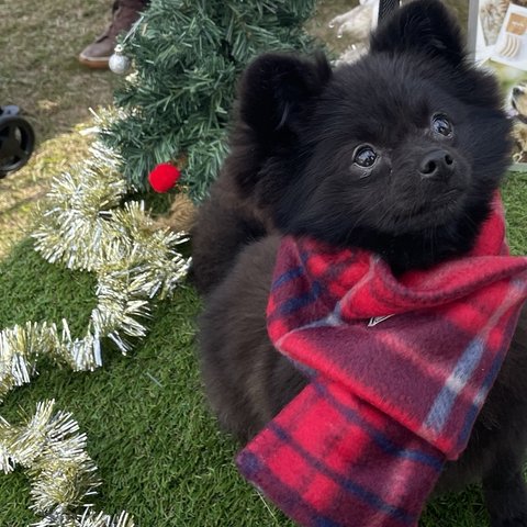 犬用マフラー赤チェックフリースMサイズ