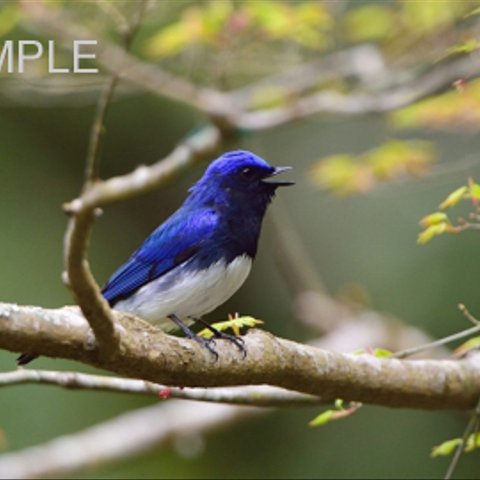 癒しの野鳥『オオルリ２』　はがきサイズ