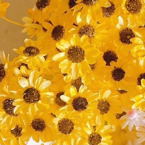 スターフラワー ミニ　ひまわり加工🌻100粒+α