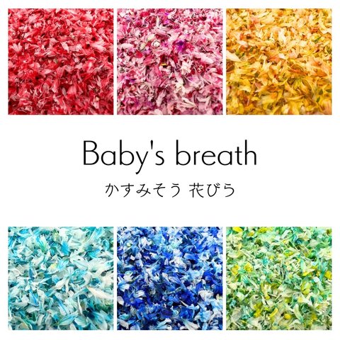 数量限定【 かすみそう 花びら 小分け 50粒 】 ドライフラワー 少量 ネイル 花材 レジン 材料 封入 素材 花素材