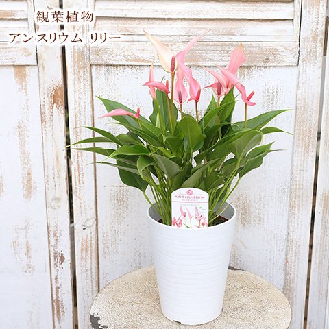 再入荷🌺観葉植物 アンスリウム リリー 4.5号 多年草 花 ピンク 春〜秋 新品種 育てやすい 半日陰 室内