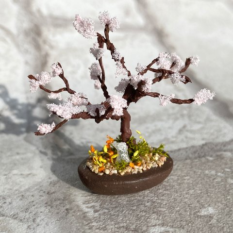 咲き始めた桜の木のミニチュア盆栽