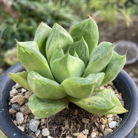 ハオルチア　多肉植物　抜き苗