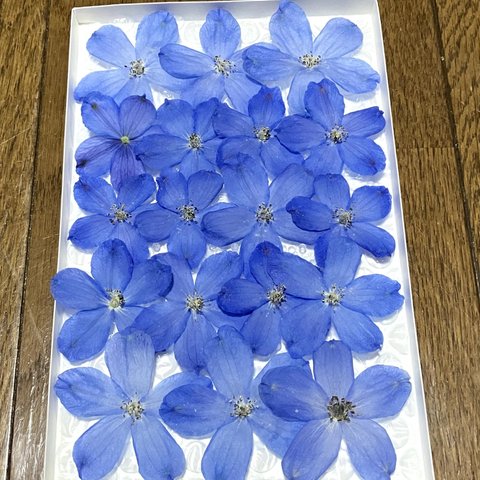 macoronのお花畑で咲いた美しいロイヤルブルーのデルフィニウムです‼️