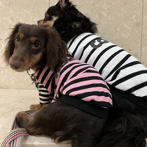 「犬服」トリプルBORDER T  見頃ホワイト イタグレ フレブル ダックス チワワ