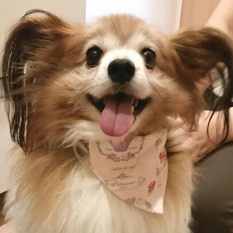 ☆犬の首輪　お菓子　(脱着可能バンダナ付き)