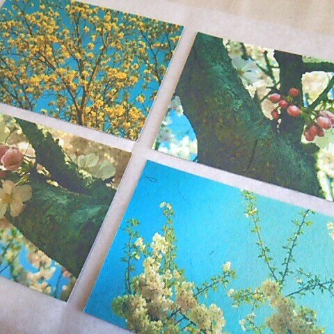 桜の和紙ポストカードセット