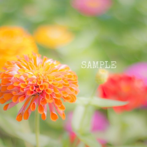 「garden flower」A4サイズ写真㉘