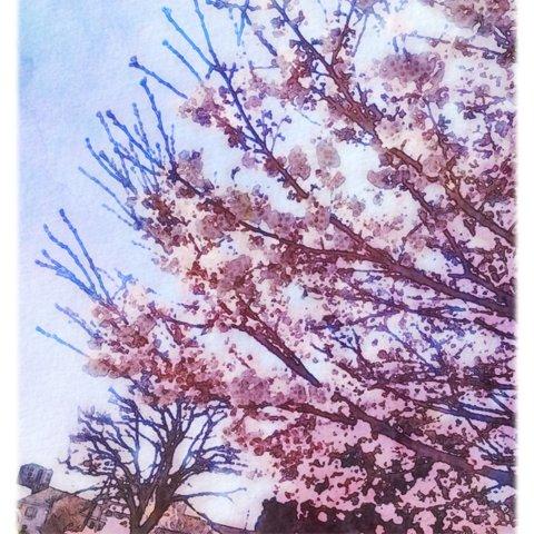 【春・桜】 絵？写真？ ポストカード5枚組no.10