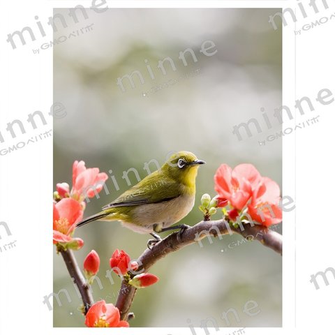 ボケの花にメジロ　蓼科高原にて