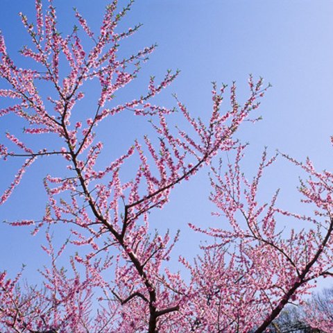 img00445 青空に桃の花 - Peach blossoms in the blue sky.