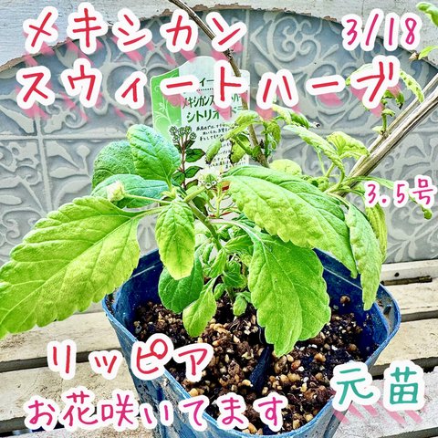 レアな　メキシカンスウィートハーブ　シトリオードラ　株分け　苗　花芽付　甘味料に