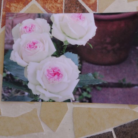 ポストカード3枚セット💞花との、暮らし。「ローズ」