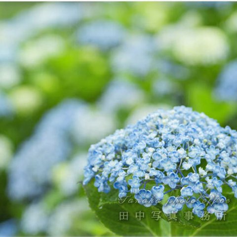 水色のアジサイの花 LP0549