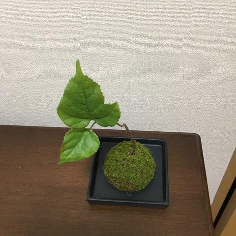 苔玉