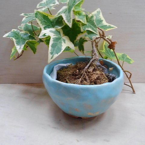 涼しげな植木鉢