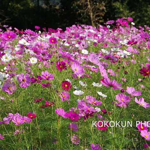 「K17」季節の花々（2019秋桜）【ポストカードお好きなものより５枚】  
