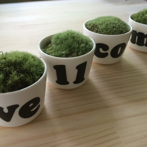 苔 コケ Moss Message  1CUP1000円！