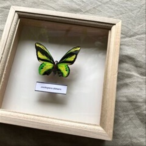 木製蝶々標本ブローチ「キマエラトリバネアゲハ/ornithoptera chimaera」