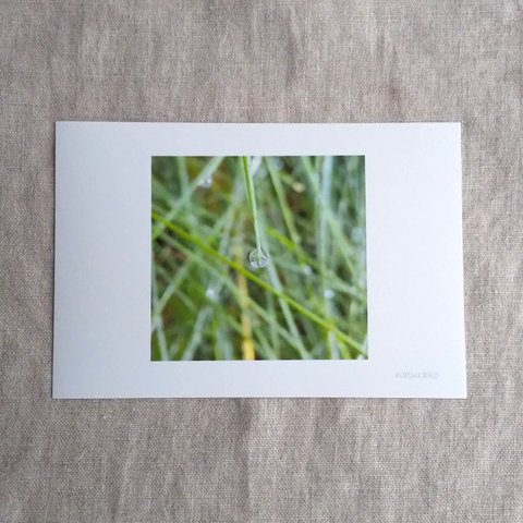写真「ひかり」ポストカード　2枚セット　シンプル　　ナチュラル　 ナチュラコ　naturako