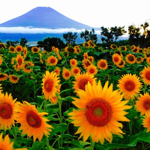 世界遺産 富士山 ひまわり畑2 写真 A4又は2L版 額付き