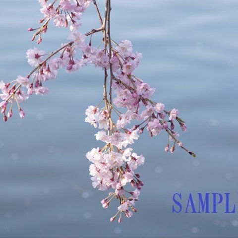 ＊リビング・フォト１５＊水辺の枝垂桜　２Ｌ版　写真（送料無料）
