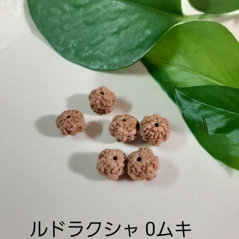 ルドラクシャ 0面 菩提樹の実 ノンムキ 6粒