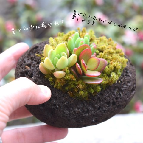 【二つの癒し感じる和の寄せ植え】多肉と苔ロック🪨