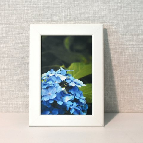 ポストカード〈フレーム付き〉・紫陽花