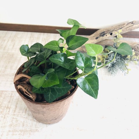 ハートアイビー　ヒノキの香る鉢　3号　観葉植物　インテリア　ポトス　アロマ　ギフト