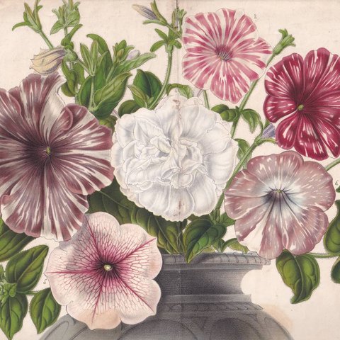 フランスアンティーク 博物画 植物画『花　ピンク・ホワイト系』 多色刷り石版画　ボタニカルアート