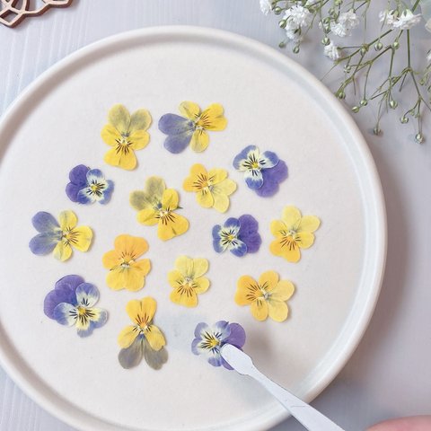 ★【押し花素材】ミニビオラ　ミックス　黄色紫系　pressed flowers