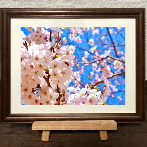 写真 ポスター 日本の風景・桜