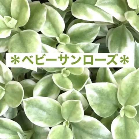 多肉植物🪴ベビーサンローズ斑入り・カット苗