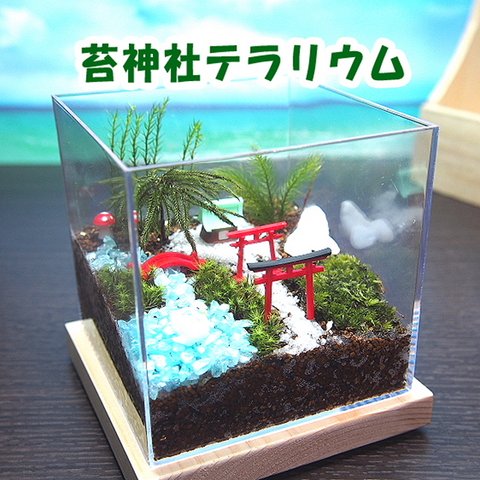 苔神社【苔テラリウム・手作りキット一式】キューブ型　父の日ギフト