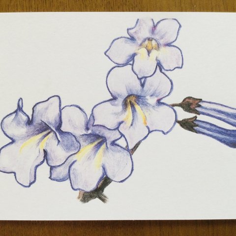 絵はがき2枚組　桐の花　色鉛筆画