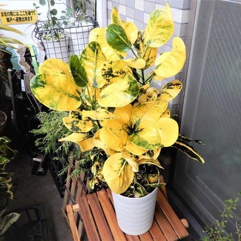 クロトン "ダルマ"  ① 観葉植物　植物　インテリア