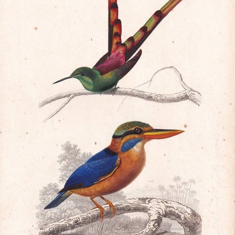 フランスアンティーク 博物画『鳥類56』 多色刷り石版画