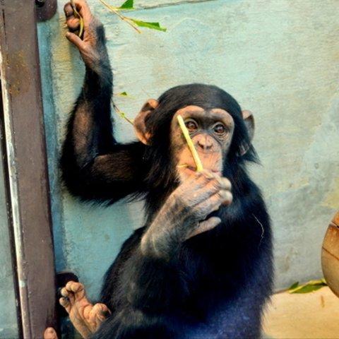 かわいい動物のポストカード・チンパンジー（１３）