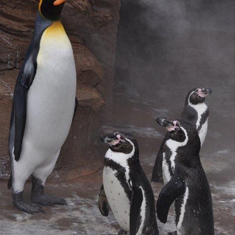 かわいい動物のポストカード・ペンギン（３）
