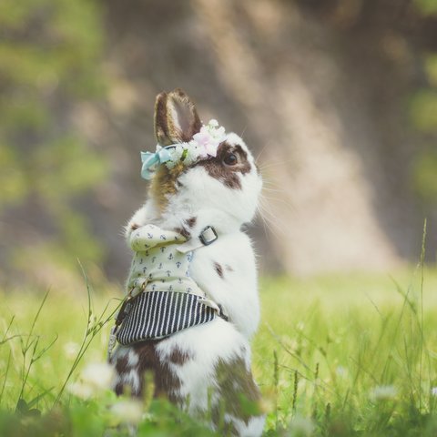 写真のある豊かな暮らし【イケメンうさぎ】