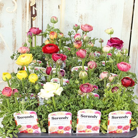 🌺花苗 ラナンキュラス セレンディ 3.5号ポット 宿根 カラフル 華やか よく咲く 育てやすい