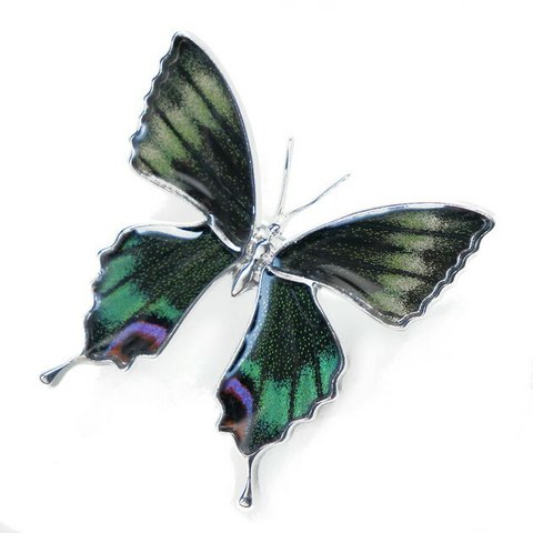 本物の蝶の羽　蝶ブローチ兼ペンダント　ミヤマカラスアゲハ　[zps025r-miyama]