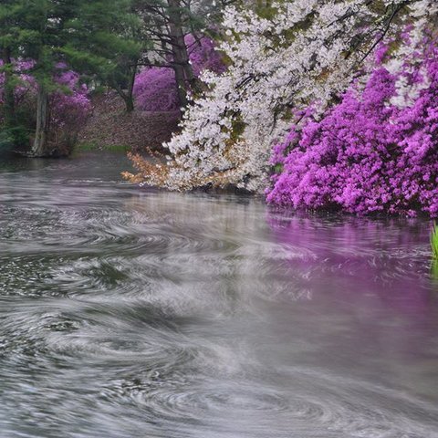 A4 写真　プリント　桜