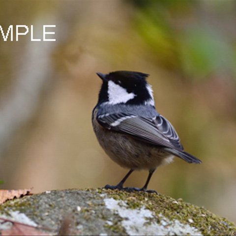 76癒しの野鳥『ヒガラのヒーちゃん』　はがきサイズ