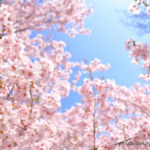 満開の桜  (2L・KG)