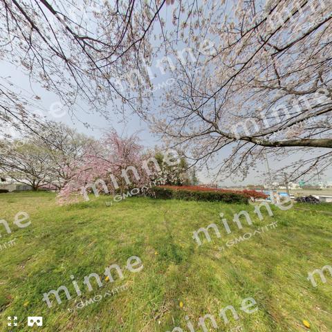 絶景パノラマ（桜）－360度フォトツアー