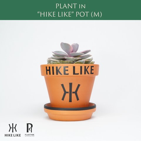 エケベリア レインボー（M） in “HIKE LIKE”  POT